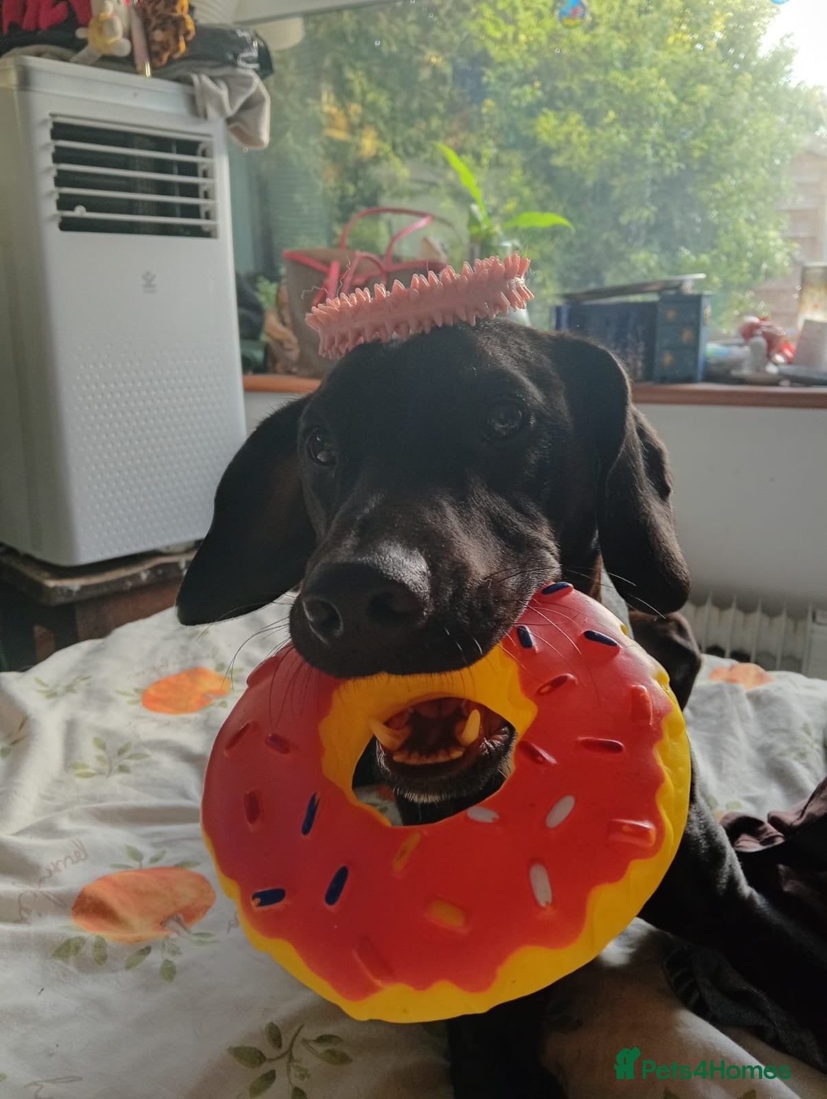 Mixed Breed dogs Dog for sale , Male , 1yr 4mnths KENT BASED - Advert 3