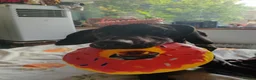 Mixed Breed dogs for sale: Dog for sale , Male , 1yr 4mnths KENT BASED in Ramsgate - Advert 1