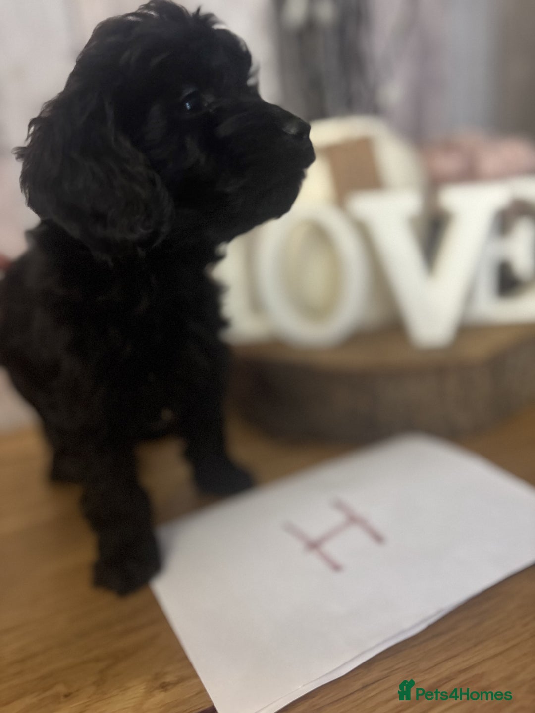 Cockapoo dogs for sale: Cockapoo Puppies looking for their forever homes - Advert 29