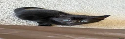 Mixed Breed cats for sale: Beautiful playful kittens £100 - £250 - Advert 11