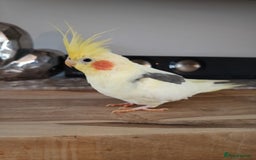 Cockatiels birds for sale: 💛 Pair of Cockatiels. Butters & Bagel 💛 - Image 4