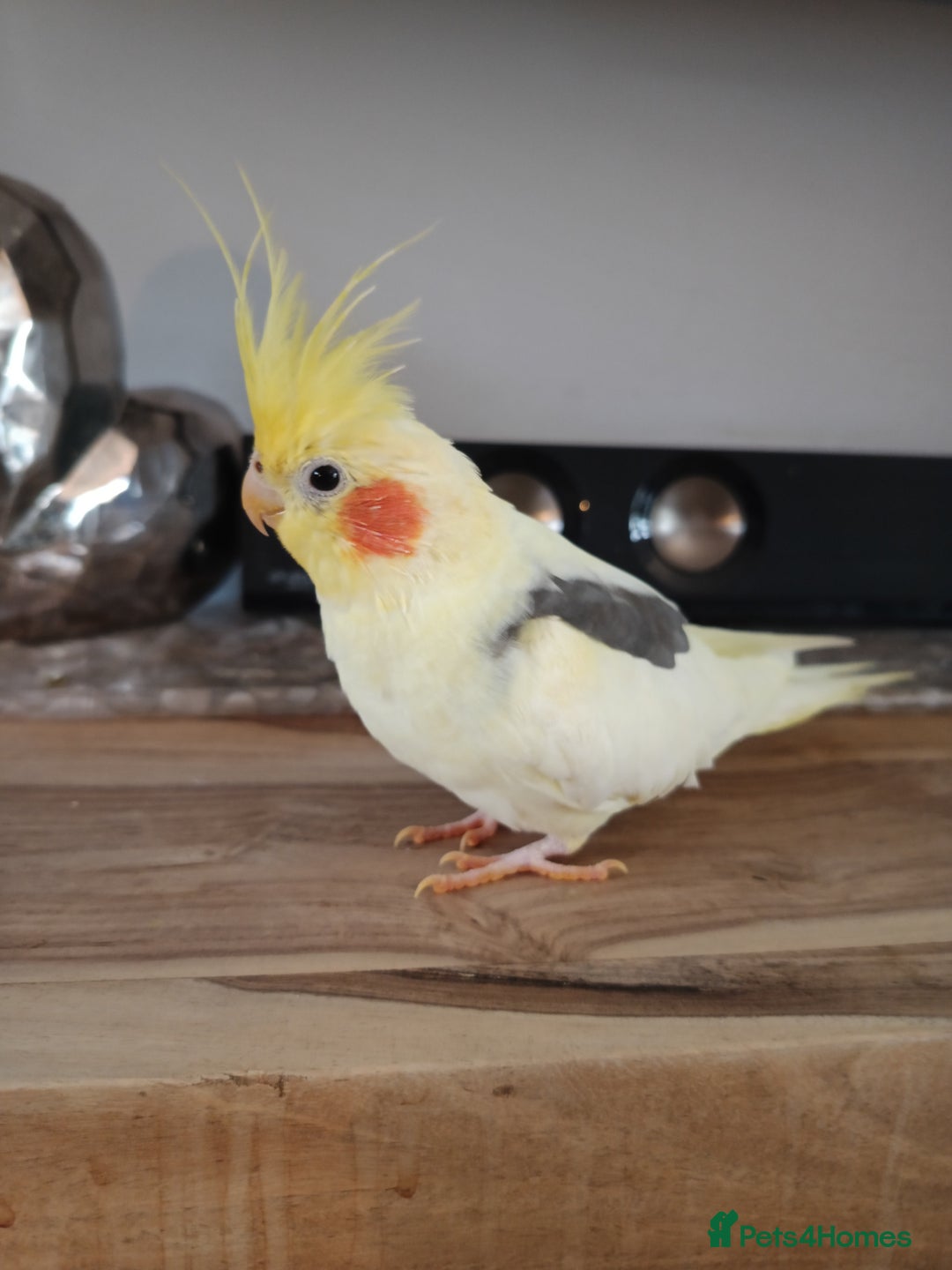Cockatiels birds for sale: 💛 Pair of Cockatiels. Butters & Bagel 💛 - Image 4