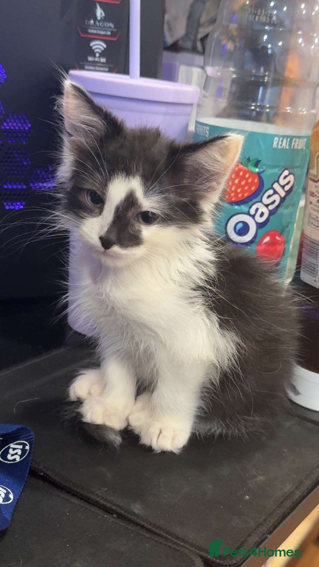 Mixed Breed cats for sale: Momo mane coon mix  - Advert 17