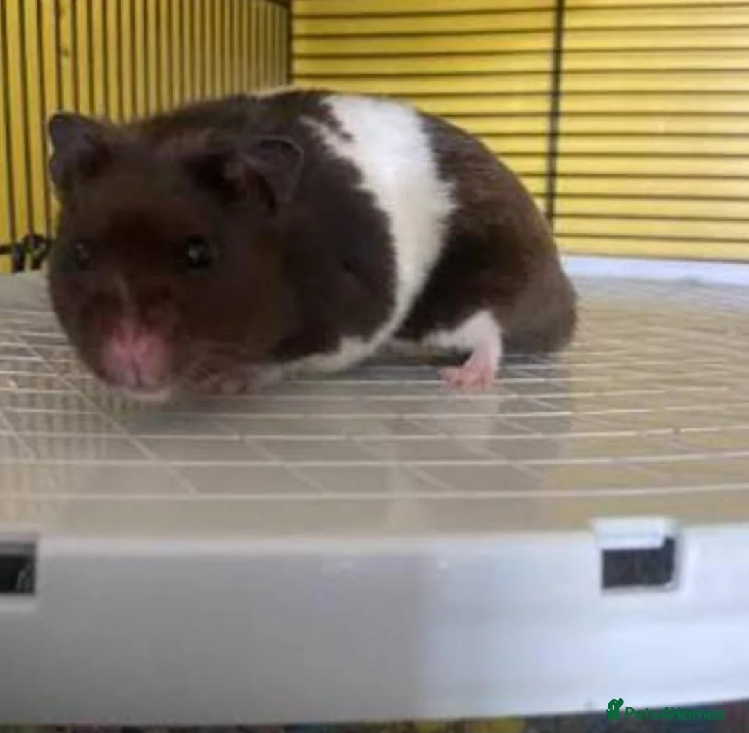 Hamster rodents for sale: Syrian Hamster for Free - Advert 2