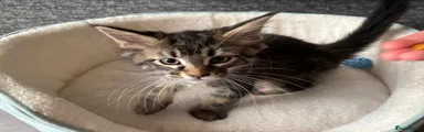 Maine Coon Kitten 2
