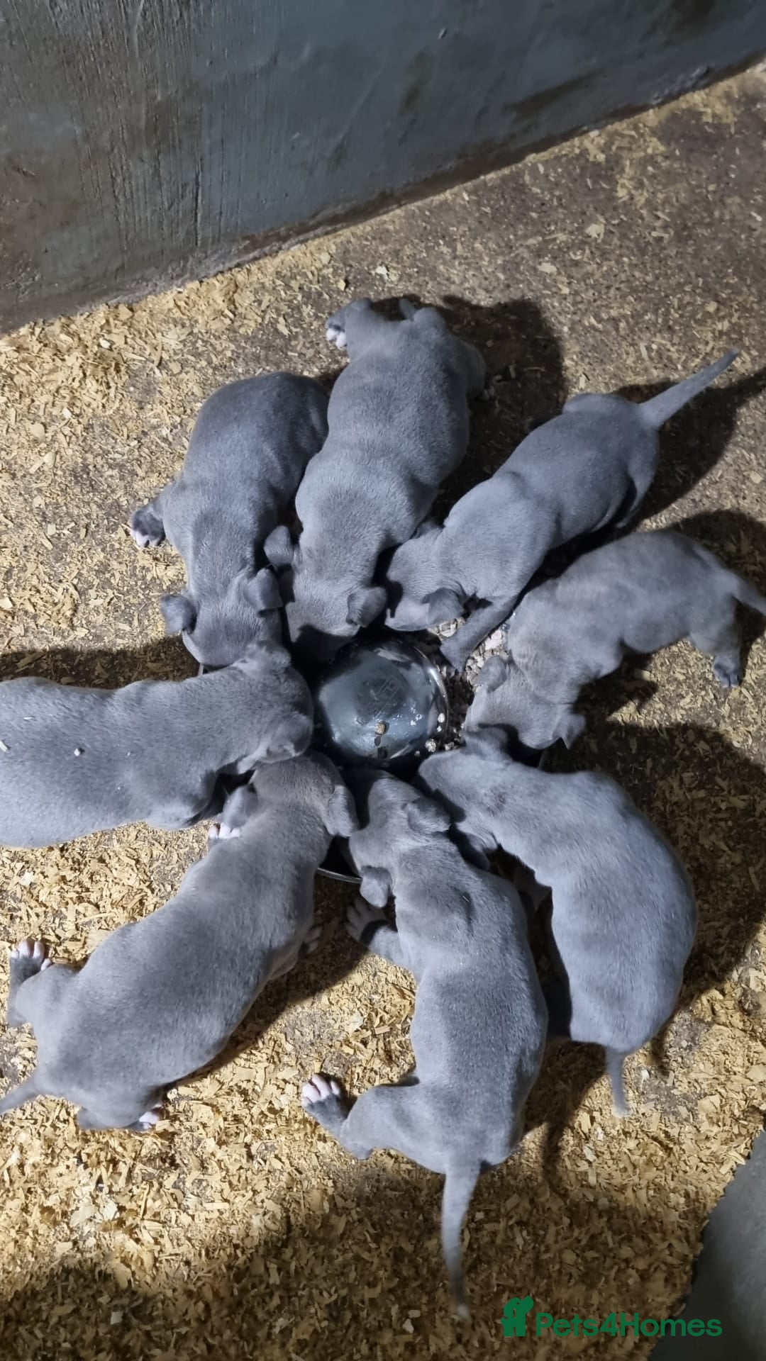 Staffordshire Bull Terrier dogs for sale: Kc Champion Blue Staffy Pups - Image 4