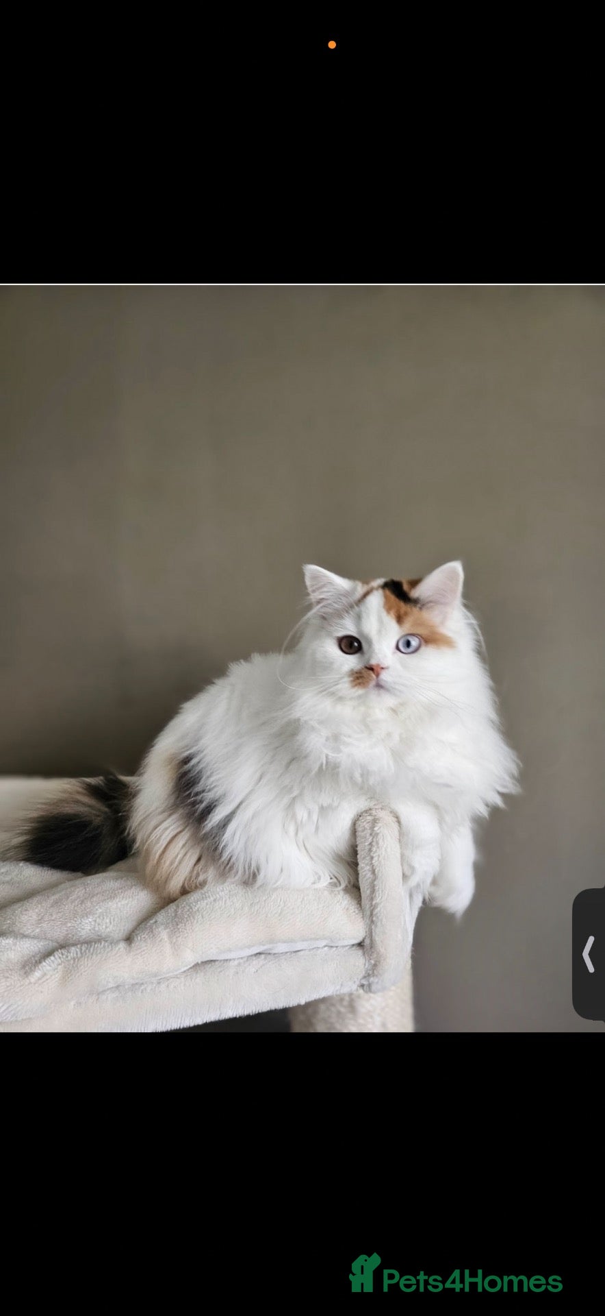 British Shorthair cats Beautiful active reg British longhair  - Advert 2