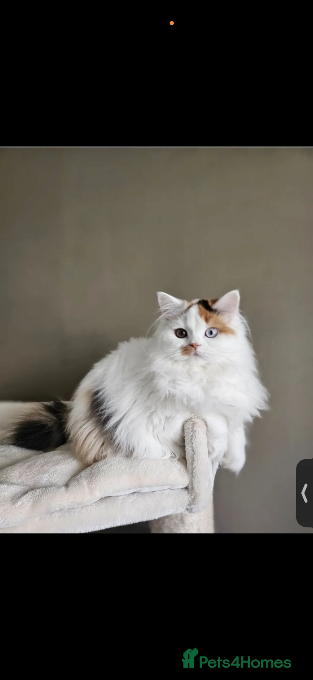 British Shorthair cats for sale: Beautiful active reg British longhair  - Advert 1