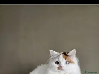 British Shorthair cats Beautiful active reg British longhair - Advert 2