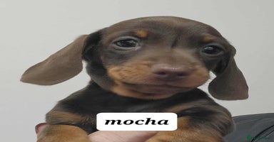 Miniature Dachshund dogs - Advert 6