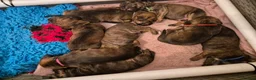 Mixed Breed dogs for sale: Gorgeous lil puppies - Advert 14