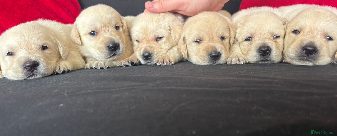 Goldador dogs for sale: GOLDADOR PUPPIES READY NOW  - Image 5
