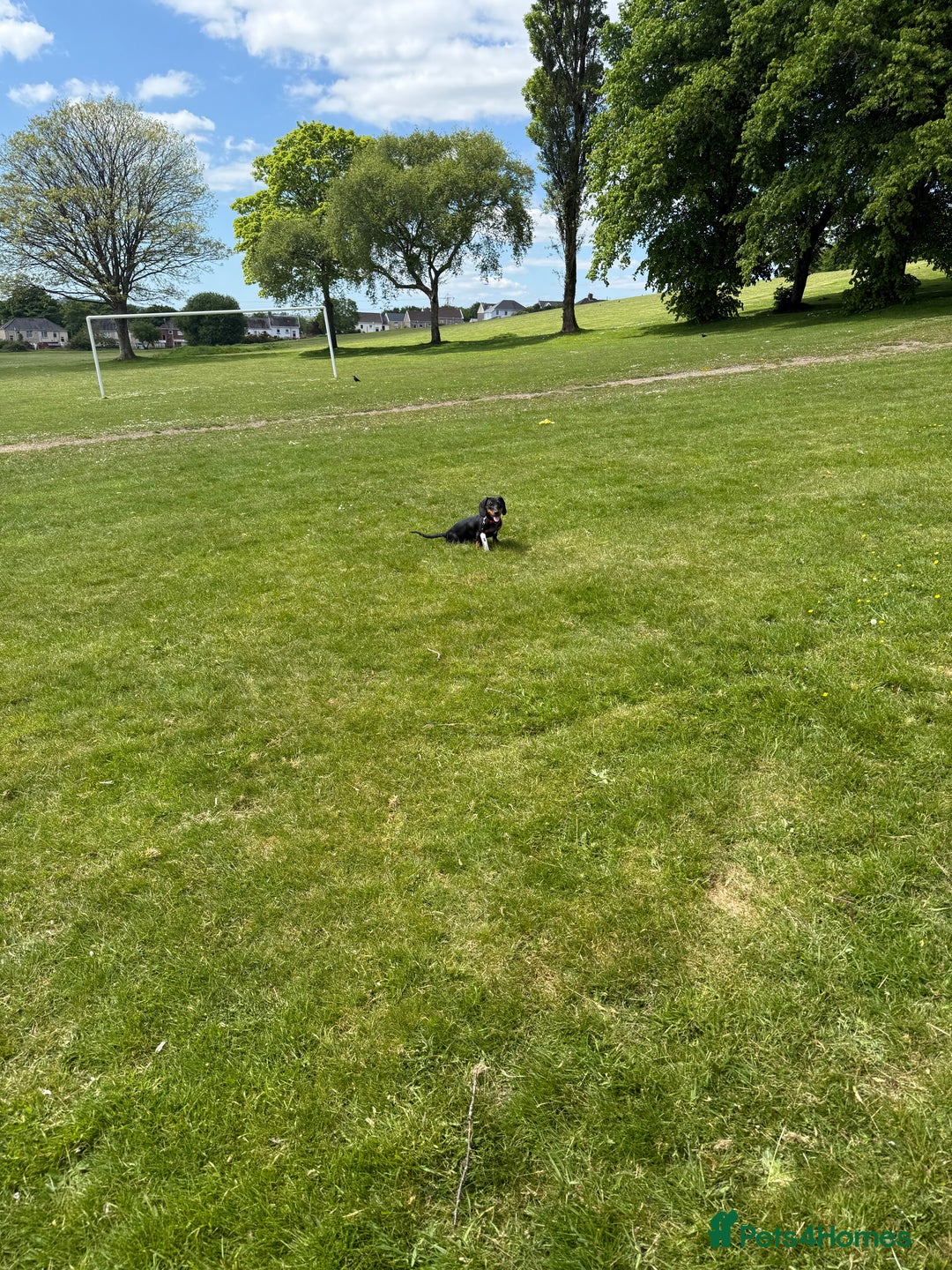 Dachshund dogs for sale: Dachshund Puppy for Sale - Image 3