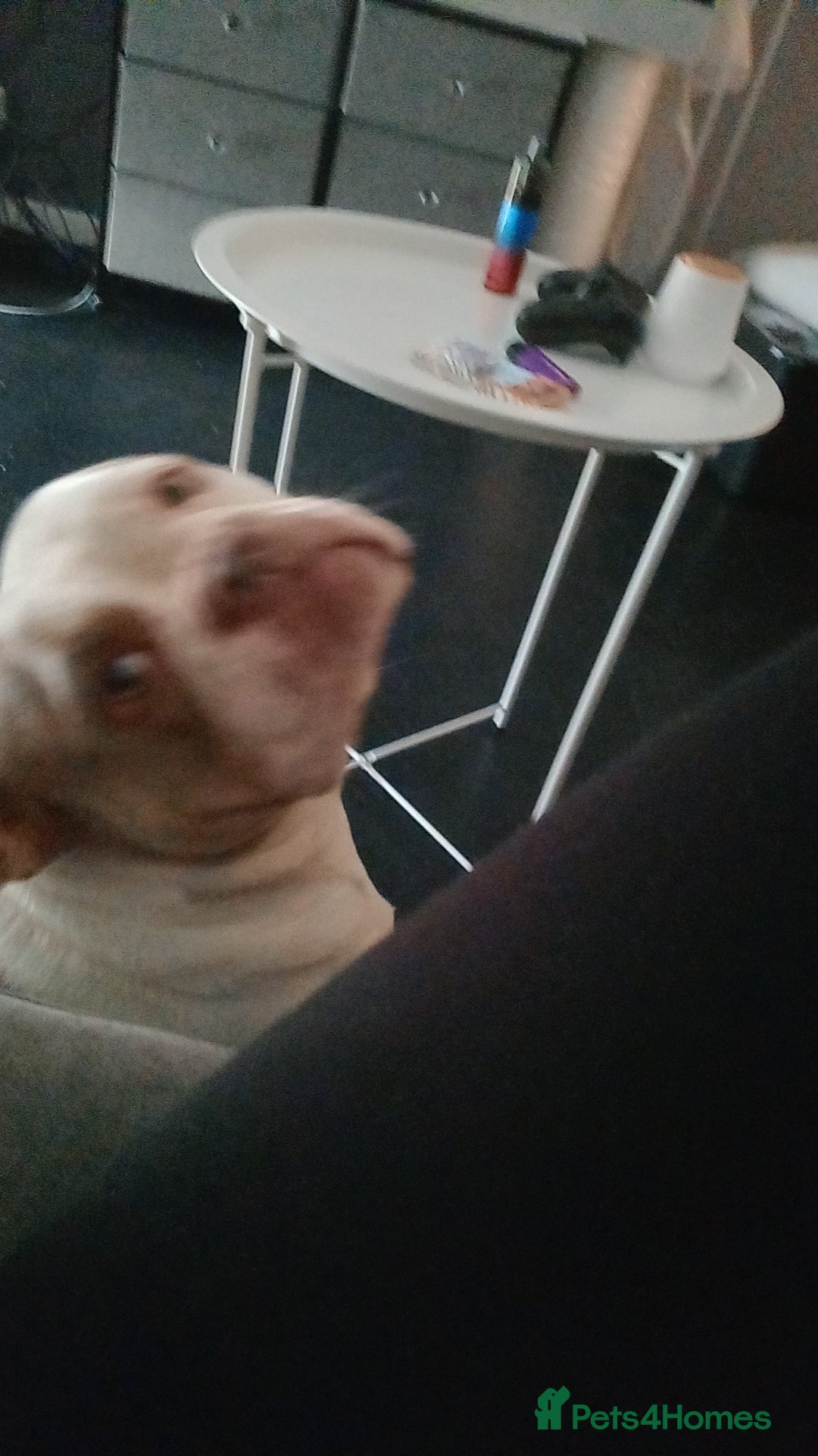 American Bully dogs for sale: ‼️‼️‼️POCKET BULLY‼️‼️‼️ - Image 2