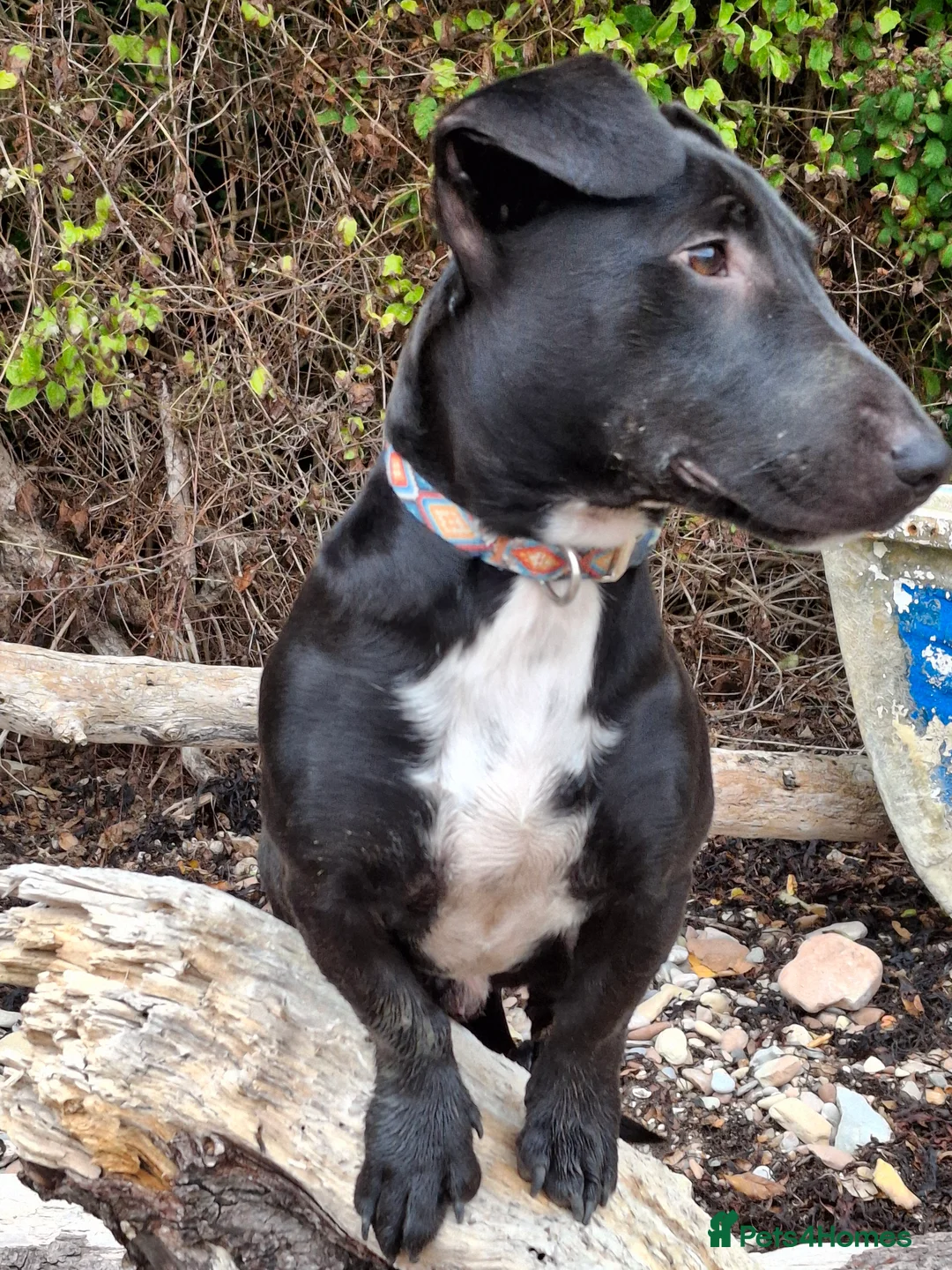 Mixed Breed dogs for sale: Ollie - Advert 12