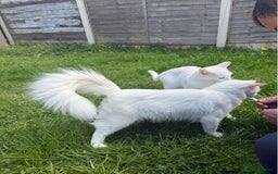 Ragdoll cats for sale: Snow White Ragdoll cat with mother - Image 10
