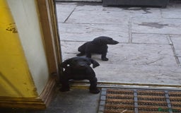 Labrador Retriever dogs for sale: 2 Amazing Black Labrador Girls - Image 7