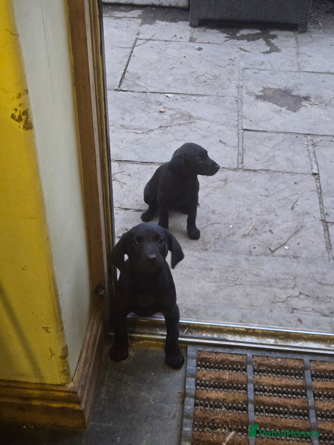 Labrador Retriever dogs for sale: 2 Amazing Black Labrador Girls - Image 7