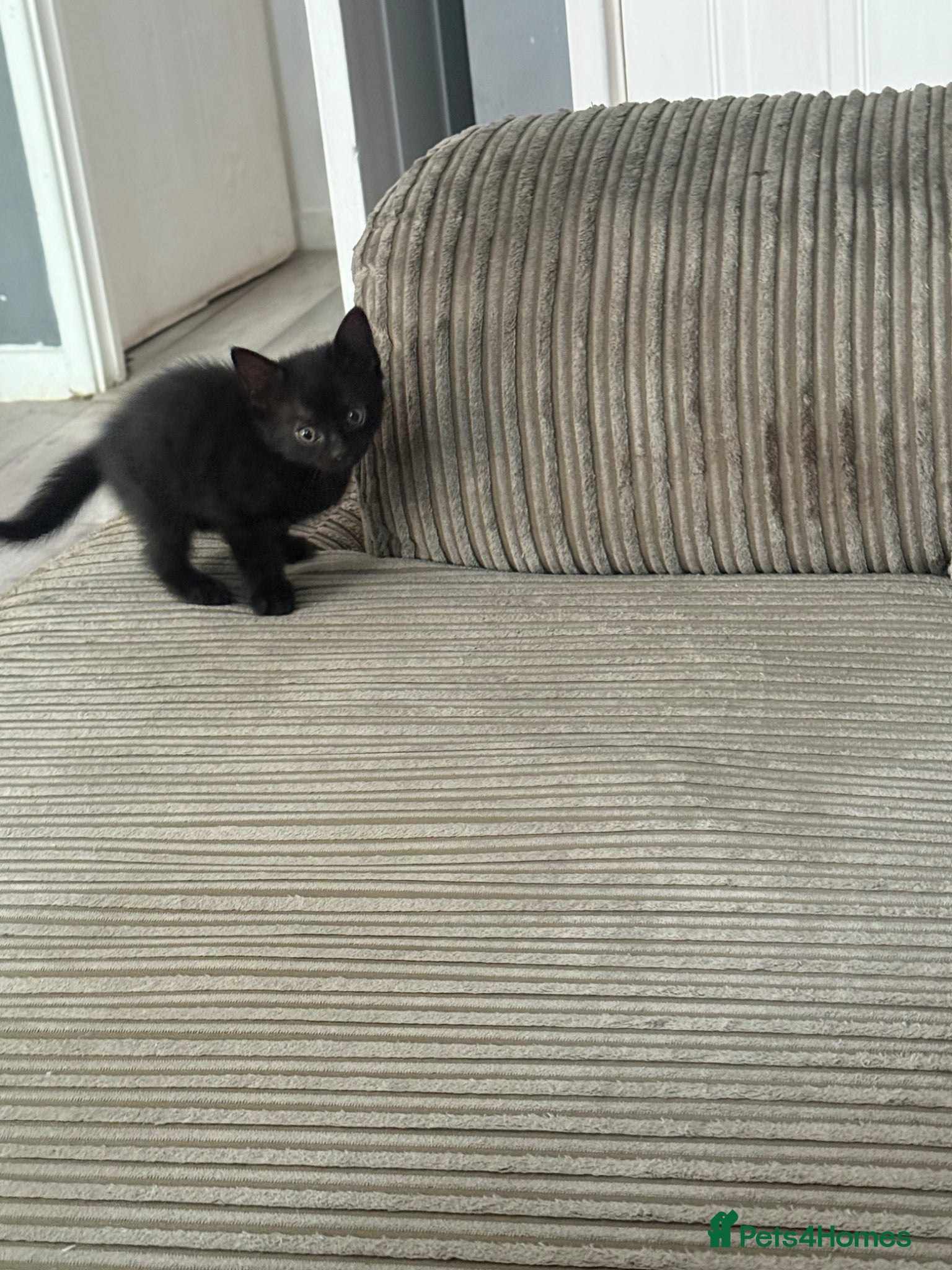 Mixed Breed cats for sale: 4 adorable kittens - Advert 9