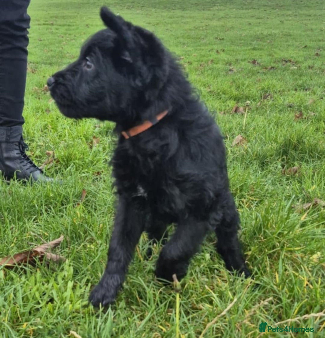 Labradoodle dogs for sale: F1 labradoodles READY NOW - Advert 15