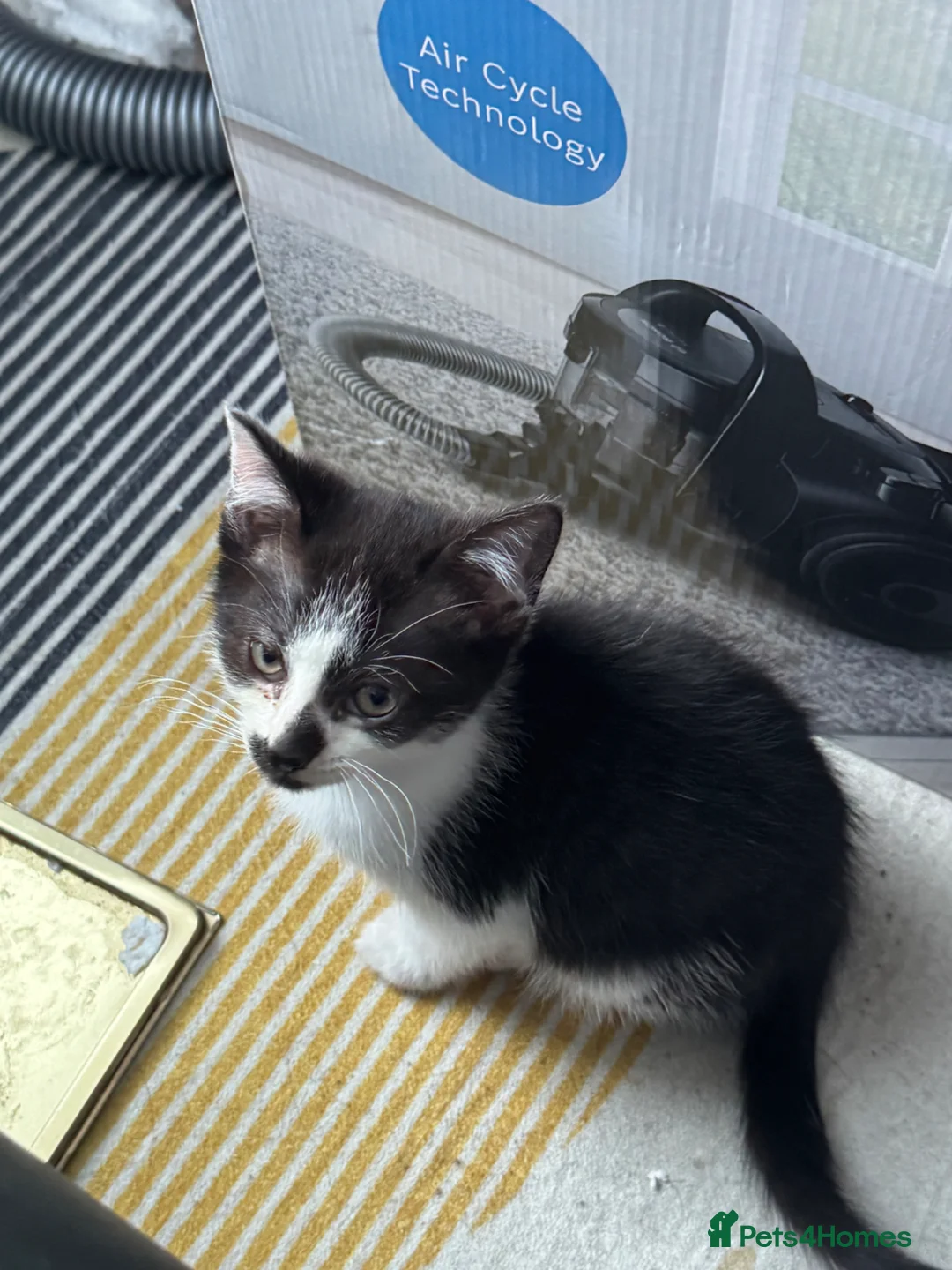 Mixed Breed cats for sale: 8 Week old Kitten Yuki & Oreo - Advert 3