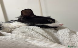 British Longhair cats for sale: 4 beautiful rescue kittens - Image 7