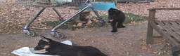 German Shepherd dogs for sale: Flat backed, German Shepherd puppies, DNA DM clear - Advert 11