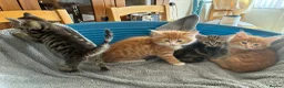 Mixed Breed cats for sale: 4 beautiful kittens ready now  - Advert 4