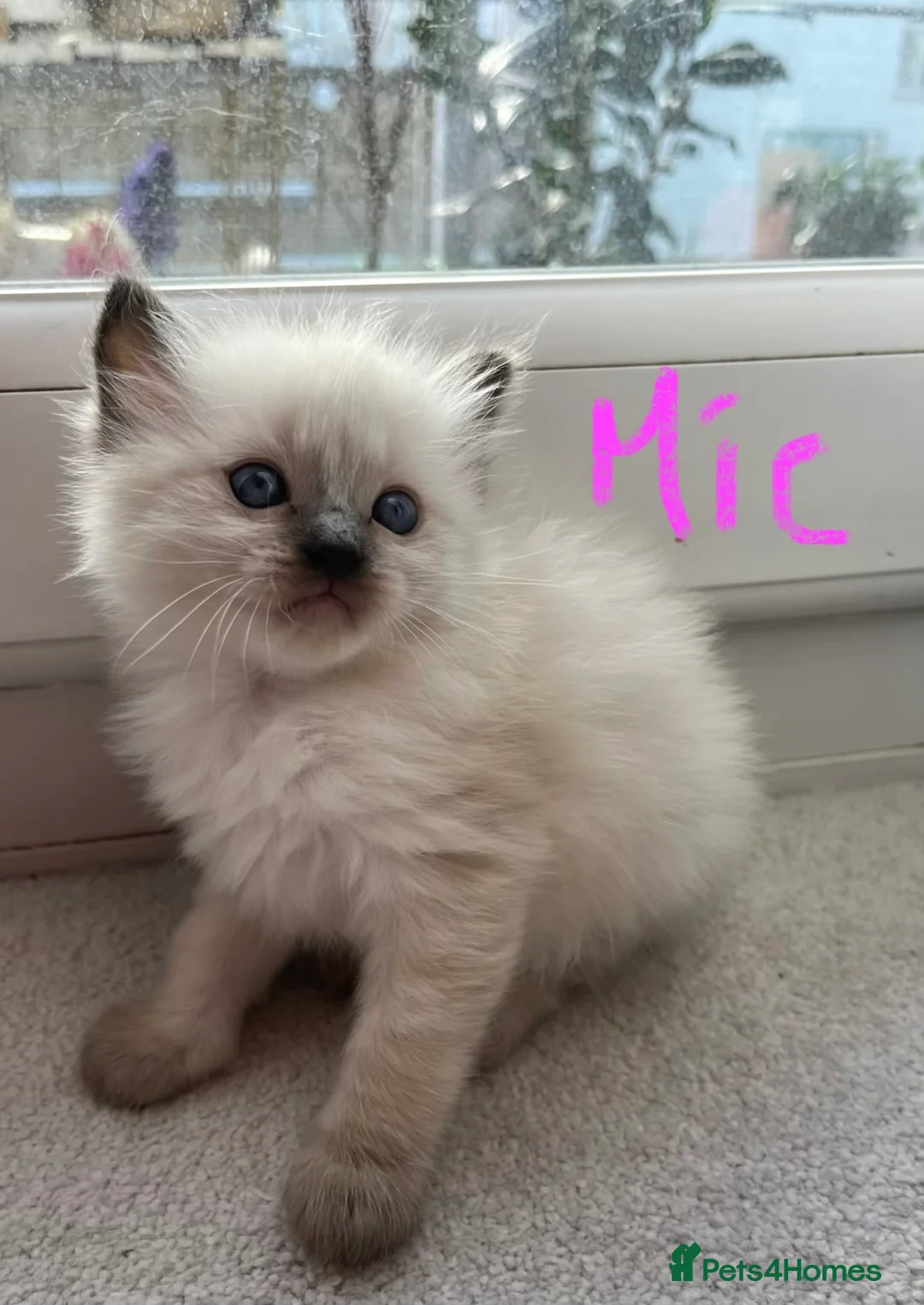 Ragdoll cats for sale: Pure ragdoll GCCF mom’s kittens for sale - Advert 21