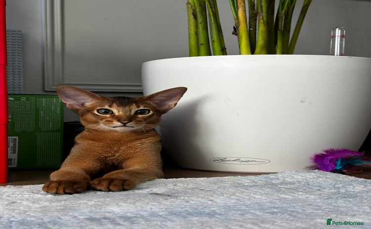 Abyssinian cats - Advert 3