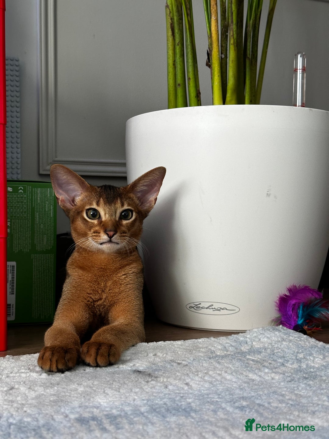 Abyssinian cats for sale: Perfect Boy Ready to Go 😻💙 - Image 2