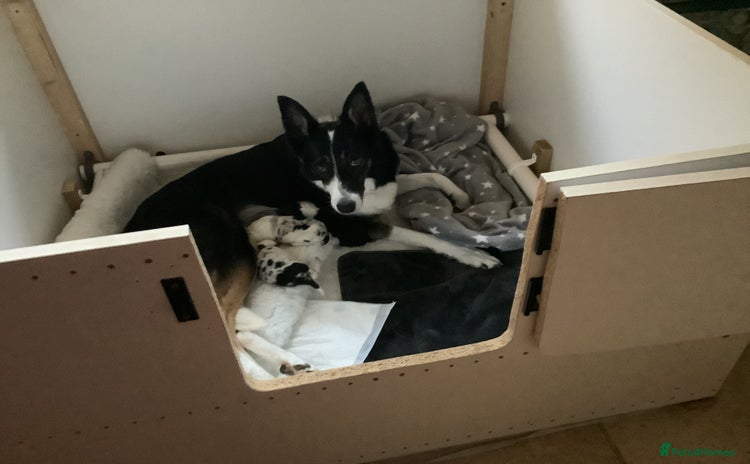 Border Collie dogs - Advert 1