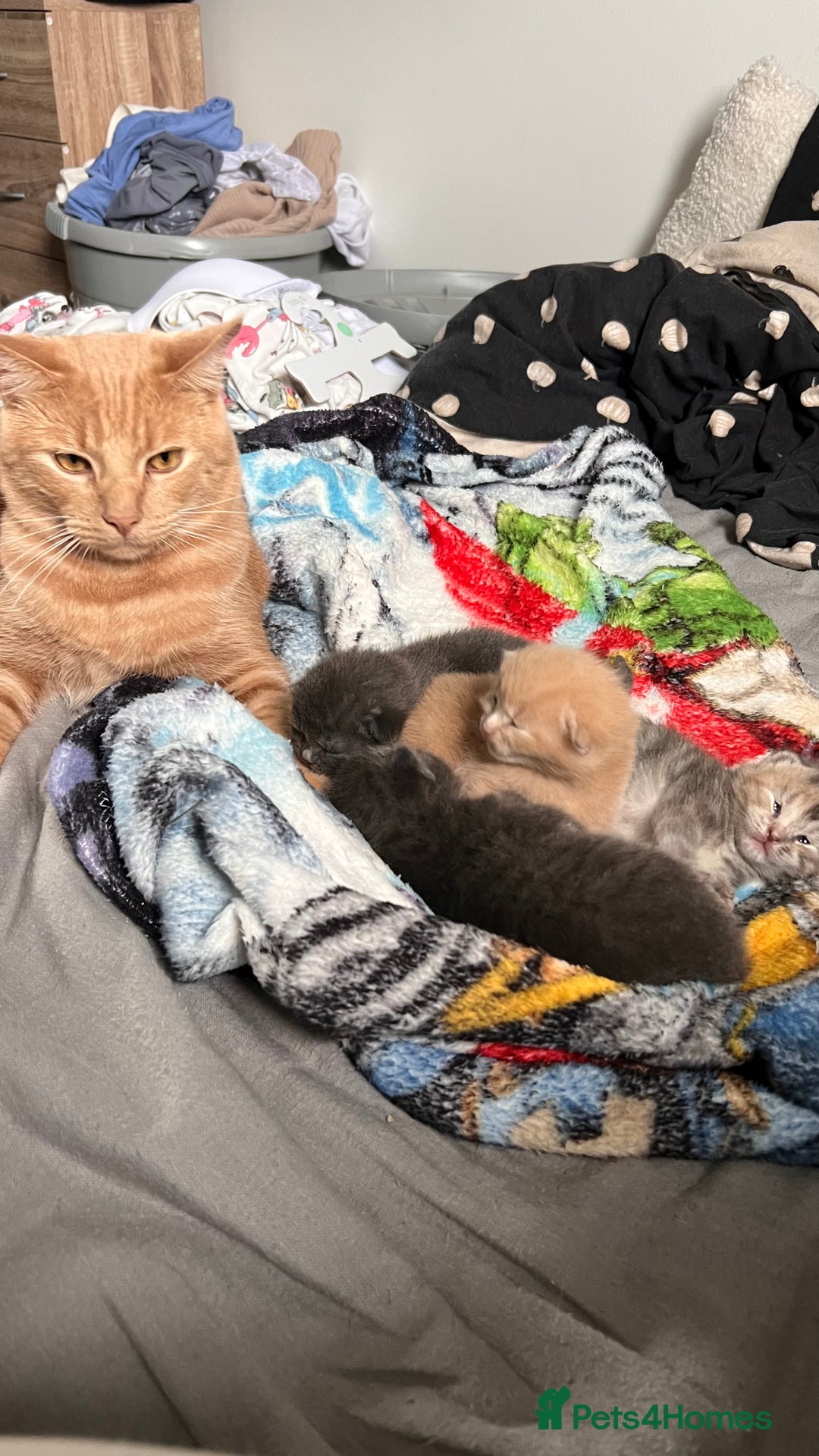 Mixed Breed cats for sale: Half mine coon half British  - Image 21