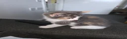 Mixed Breed cats for sale: 2 female kitten in Glasgow - Advert 6