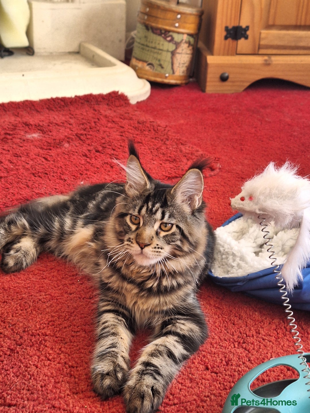 Maine Coon cats for sale: Lintons Pride Maine Coon Kittens. Ready Now - Image 17