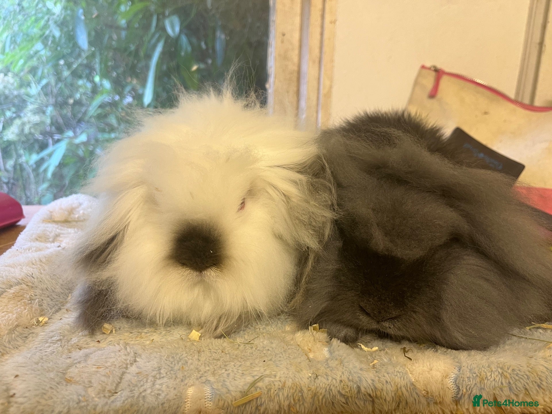 Mini Lion Lop rabbits Mini lion lops - Advert 10