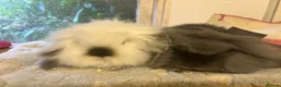 Mini Lion Lop rabbits for sale: Mini lion lops - Advert 1