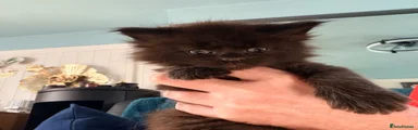 Maine Coon 1