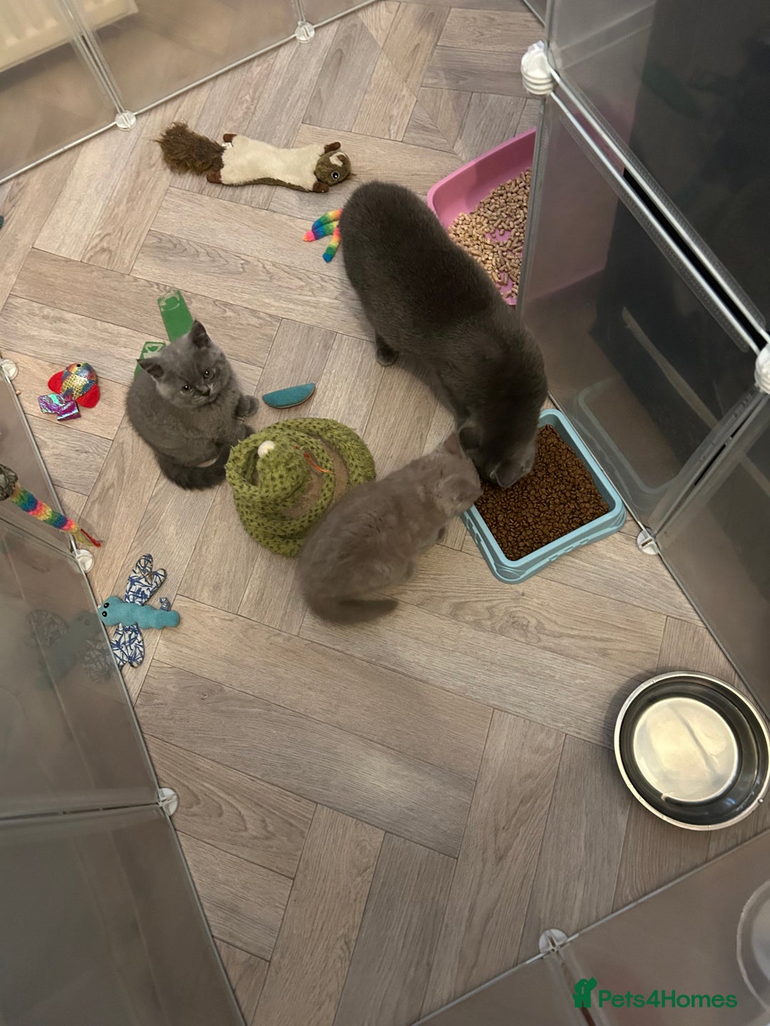 British Shorthair cats for sale: Beautiful lilac female  - Image 3