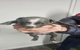 Mixed Breed dogs for sale: Mix Staffy puppies  - Image 15