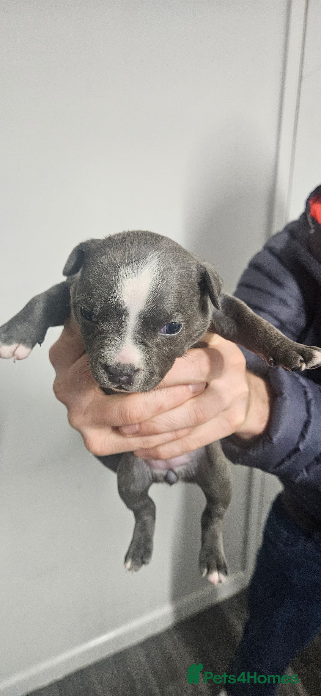 Mixed Breed dogs for sale: Mix Staffy puppies  - Image 15