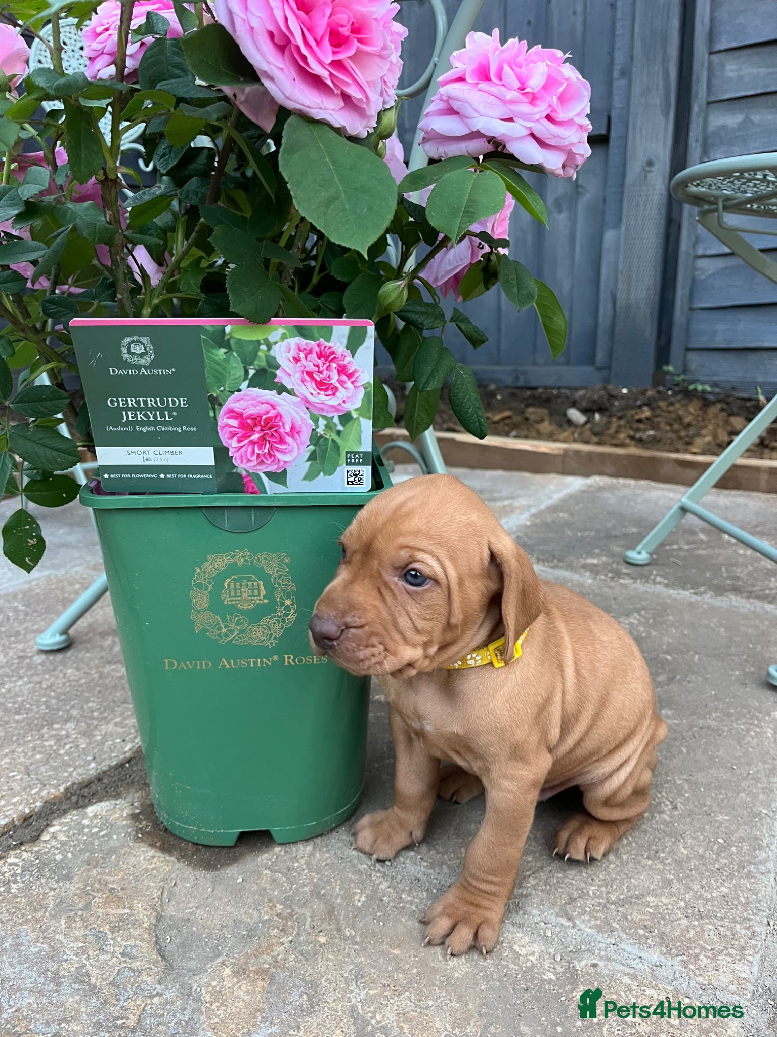 Hungarian Vizsla dogs for sale: Championship Bloodline Pedigree Hungarian Vizsla - Advert 7