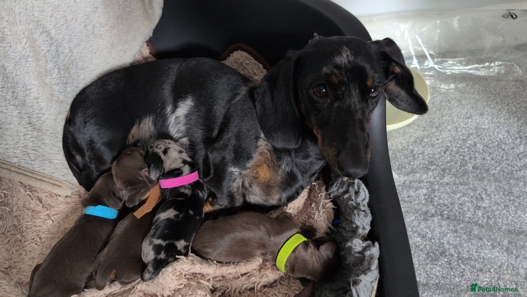Miniature Dachshund dogs for sale: Miniature daschund puppies  - Image 7