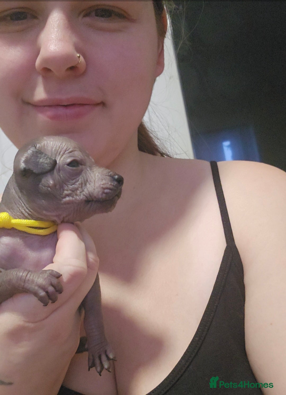 Mexican Hairless dogs for sale: Kc registered Xoloitzcuintle miniature puppies  - Advert 28