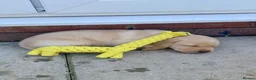 Labrador Retriever dogs for sale: Stunning, Well Bred Yellow Labrador Pups - Advert 19