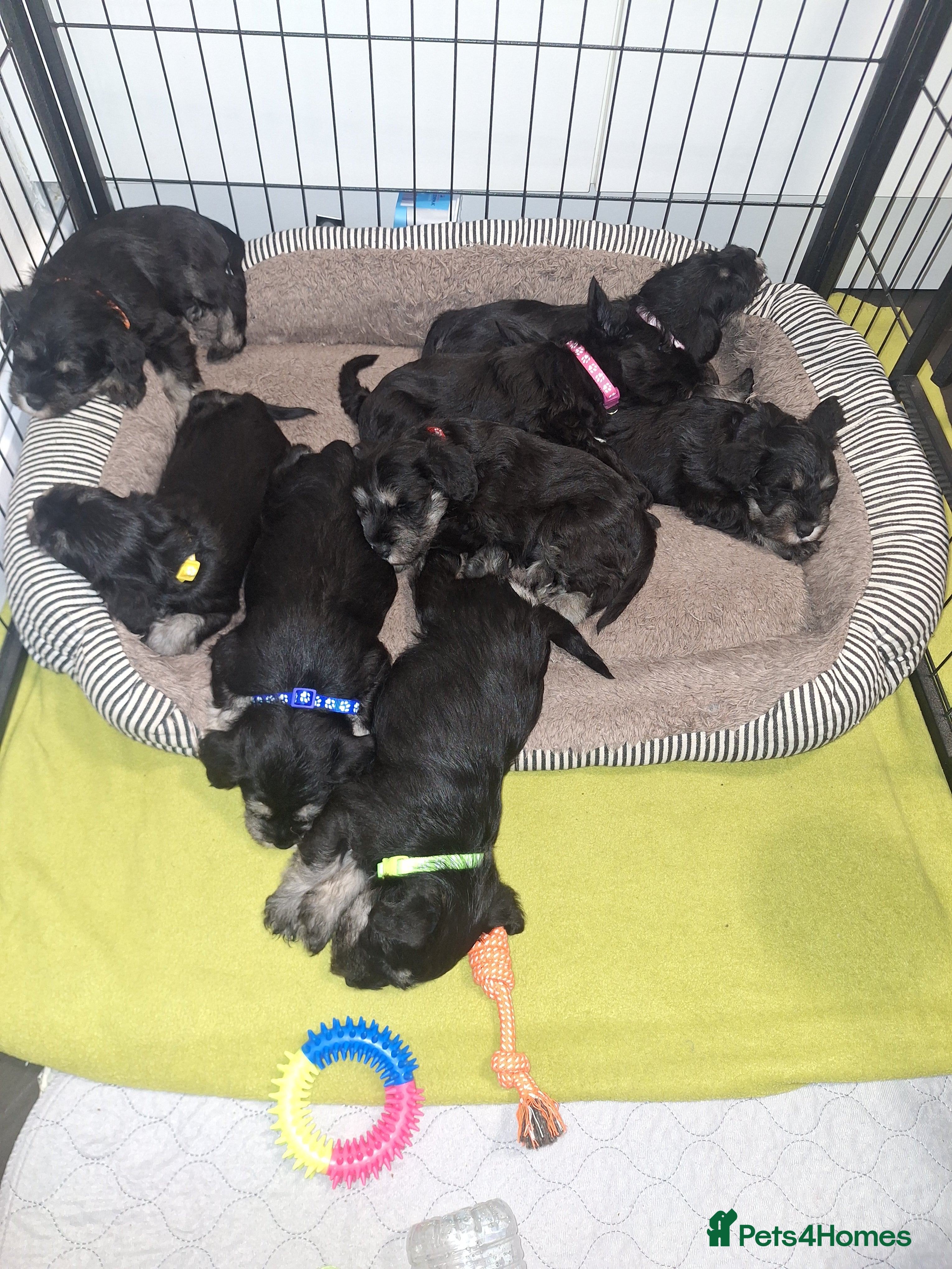 Miniature Schnauzer dogs 8 adorable miniature schnauzer puppies  - Advert 2