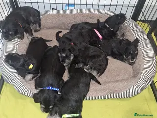 Miniature Schnauzer dogs 8 adorable miniature schnauzer puppies - Advert 5