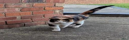 Mixed Breed cats for sale: 4 beautiful kittens for sale  - Advert 2