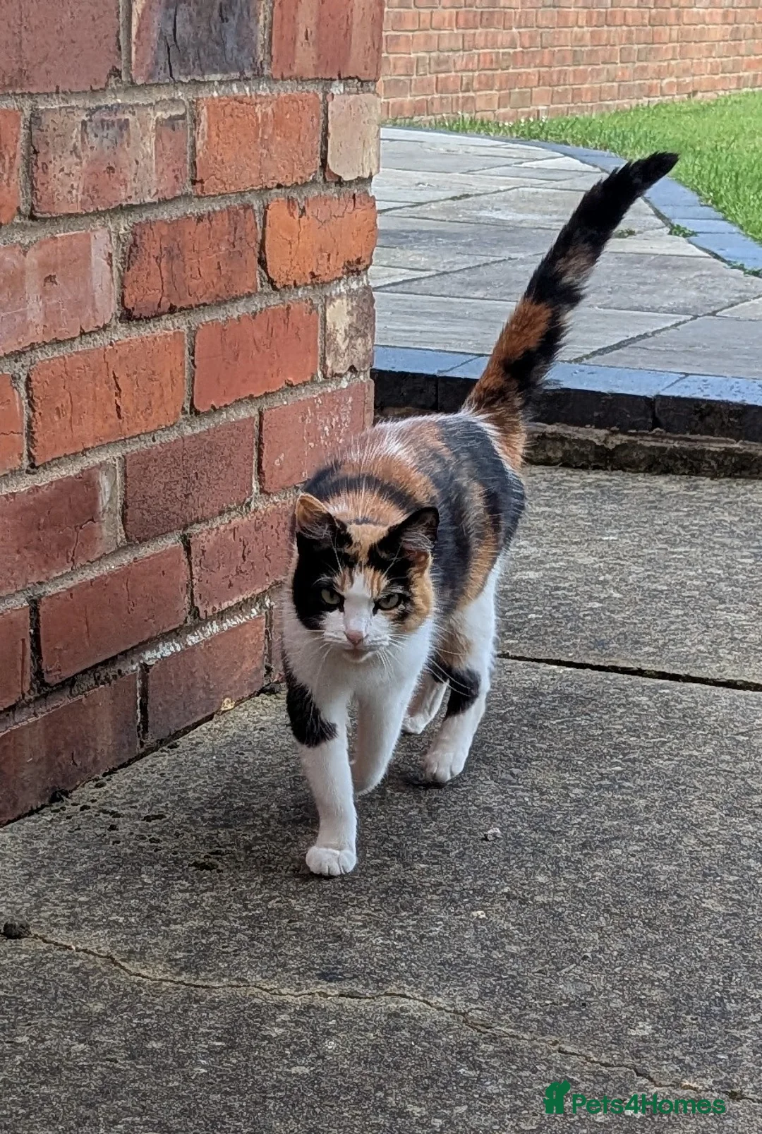 Mixed Breed cats for sale: 4 beautiful kittens for sale  - Advert 2