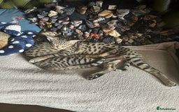Savannah cats for sale: Savannah F4 girl kittens - Image 4